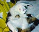 猫ちゃんの写真・動画売ります 白いチンチラの猫とブチのスコティッシュ猫 イメージ8