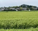 現役農薬メーカーが農作物のお困り事解決します 農薬販売経験者による雑草、病気診断！解決策まで！ イメージ1
