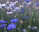 感情に振り回されてしまう方のお手伝いします 感情に振り回されてしまう人、ぜひお話ししましょう イメージ1