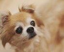 最高画質×女性同行。元チワワ飼い主が可愛く写します 女性同行可で安心。6100万画素の描写で一生モノの写真を。 イメージ1