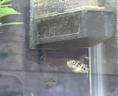メダカ～熱帯魚まで相談のります 初心者でも簡単に心の癒しを味わいましょ！！ イメージ2
