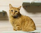 うちの子がいちばん！愛猫の自慢話聞きます 愛猫とのエピソード、特技、猫愛なんでもお話しください イメージ10