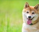 問題行動のあるワンちゃん プロがご相談にのります 愛犬にとって素晴らしきボスになるために… イメージ1