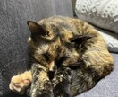3日間貴方の○○になります 好きな設定で大丈夫です!どんなものでも受け付けます イメージ1