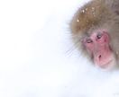 動物写真がうまくなりたい方へ教えます 基本的なカメラの設定をレクチャーします イメージ5