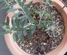 自宅で緑を楽しむ方法を、植物大好きマンが教えます 10年以上の知識・経験で植物の育て方・楽しみ方をサポート！ イメージ10