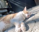話をお聞きし私なりの回答を答えます 人にやさしく自分にもやさしく。 イメージ2