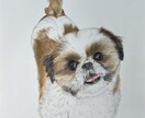 写真からペットイラストを色鉛筆で手描きします 写真とは違う温もりを優しいタッチで、心を込めて制作します イメージ7