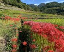 句会・コンクール応募前の添削を承ります 俳句誌編集経験・出版経験者が丁寧にあなたの一句を添削します。 イメージ1