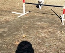 愛犬との楽しい暮らしをプロデュースします しつけ相談を含め、愛犬との暮らしに役立つ情報をお伝えします イメージ3