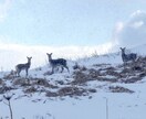 写真を自然で美しく仕上げます 風景・野生動物・フォトコン作品を丁寧に編集します イメージ2