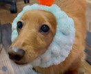 あなたの動物の相談や悩み事を解決します 動物【犬】を飼って10年以上の経験あります。 イメージ2