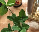 女性の方に向けて電話相談してます あなたの悩みを話してスッキリしましょう。 イメージ1