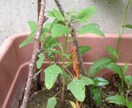 キヌアの芽出し方法教えます これから家庭菜園でキヌア栽培を検討されている方に‼︎ イメージ4