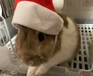 動物⭐︎うさぎ⭐︎飼育相談のります うさぎさんや小動物さんの飼育相談にのります。 イメージ4