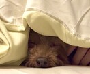 愛犬の写真・動画で癒しをお届けします 疲れているあなたへわんちゃんの癒しをお届けします(資格保有) イメージ3