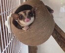 大切なペット達の飼育についてアドバイスします 元ペットショップ店員がペットの飼育方法やお悩みにアドバイス！ イメージ7