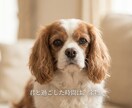 ペットの写真1枚からAI動画をお作りします 愛玩動物飼養管理士が想いに寄り添うAI動画 イメージ2