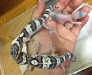 ヒョウモントカゲモドキの飼育、繁殖教えます これから飼いたい！飼ってるけど悩んでいる方へ イメージ2