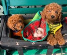 トイプードルの癒しの写真を提供します トイプードルのかわいらしい日常をお届けします イメージ9