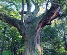 自分迷子から本当の笑顔のあなたに戻るサポートします 他人に左右されずに、自分軸であなたのまま楽に生きましょう！ イメージ1