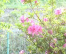 ツツジの写真あります 去年の5月に撮影した、公園に咲く花の写真です。 イメージ2