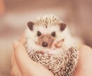 ペットヒーリングします あなたの大事な家族、猫や犬などペット、動物の波動調整に イメージ8