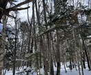 写真の素材提供します 5枚まとめて提供します!北海道の風景写真【冬編】 イメージ5