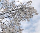 貴方だけの絶好の話し相手になります 宿り木に留まってゆっくりしてって下さい(*˘˘*) イメージ1