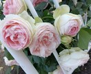 実務20年の有資格カウンセラーが恋愛相談にのります 迷える恋心に、専門家の視点で寄り添います。 イメージ1