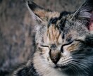 気軽にお話しましょう。あなたに寄り添います 雑談、相談、話し相手がただほしいというあなた、お待ちしてます イメージ6