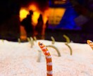 綺麗なお魚の写真を買うことができます 水族館の熱帯魚やクラゲ、金魚などです。 イメージ5