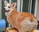愛犬の写真をリアルなフィギア画像に変換します SNS映え抜群！うちの子だけの超リアル3Dアート イメージ2