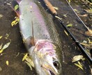 虹鱒 【釣り】 北海道の虹鱒をフライで狙う！ます ワイルドレインボー ハンティングメソッド イメージ5