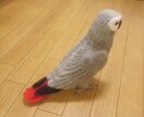 あなたの愛鳥をモデルに羊毛の小鳥を制作します 自分の愛鳥グッズを諦めていた方必見！ボウシ・バタン・ヨウム等 イメージ5