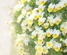 ブログ、SNS用のお花の写真の画像を提供します お花の写真をプラスすることで見る人の心を癒します イメージ6