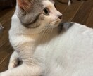 仕事のぐち、悩み聞きます。家族の悩み聞きます 話すことで楽になることもあります。お話ししましょう。 イメージ3