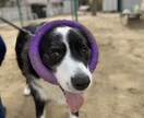 ワンコのより良い生活の為のアドバイスいたします あなたと愛犬のより良い生活のお手伝い イメージ3