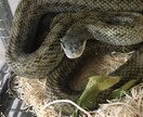 ヘビ、トカゲ、カメ、カエルの飼育相談のります 現在日本産(野生由来)のもの22種50匹ほど飼育中。 イメージ4