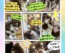 大切な画像を1枚の思い出に可愛くまとめます 大切なペットの画像なども可愛く仕上げます。 イメージ3