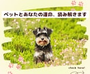 なぜ私を選んだの？ペットとあなたの絆を鑑定します 「この子で良かった」と思える。絆を深め、自分に自信を灯す鑑定 イメージ1