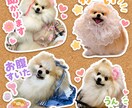 ペットの写真から小物付きの可愛いスタンプ作ります ペット写真から作る愛らしくらぶりぃで可愛いＬＩＮＥスタンプ イメージ4
