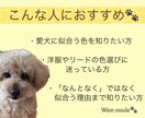 ペット（犬専門）パーソナルカラー診断します 犬パーソナルカラー診断の資格者が愛犬の魅力を色で引き出します イメージ9