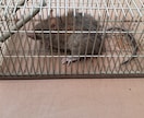 家庭菜園でのネズミの捕獲駆除を教えます 低コストで管理が簡単。餌にポイントがあります。 イメージ3