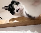犬猫の悩みごと、何でも相談にのります 保護犬猫ボランティア歴6年。気軽にご相談ください！ イメージ3
