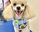 犬のしつけやサロンでのお悩みにお答えします 現役トリマーより！サロンのスタイルや無駄吠え悩んでませんか？ イメージ4