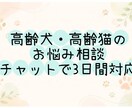 シニア犬・シニア猫の介護相談承ります 高齢犬・高齢猫のお世話や介護相談承ります イメージ1