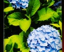 主婦の悩み、愚痴聞きます 日頃の不満や主婦としての悩みを聞きます(=^x^=) イメージ1