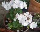 自宅で緑を楽しむ方法を、植物大好きマンが教えます 10年以上の知識・経験で植物の育て方・楽しみ方をサポート！ イメージ8