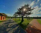 沖縄県総合運動公園の風景の写真を販売します 逆光に透過された葉の美、沖縄らしい植物等の写真 イメージ6